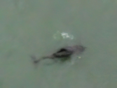 Phocoenoides dalli