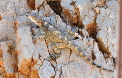 Laudakia vulgaris