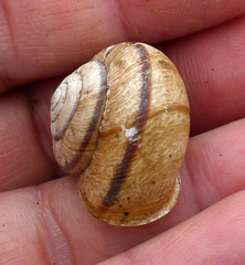 Helminthoglypta stiversiana