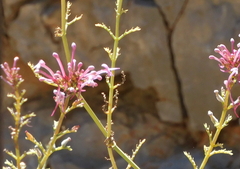 Centranthus longiflorus