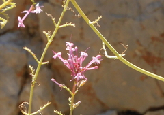 Centranthus longiflorus