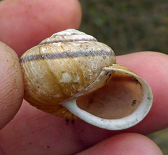 Helminthoglypta stiversiana