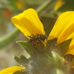 Zygogramma signatipennis