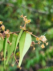 Myrcia sylvatica