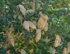 Colutea cilicica