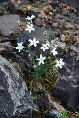 Silene samojedorum