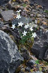 Silene samojedorum