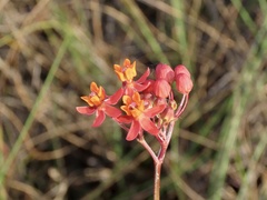 Asclepias lanceolata
