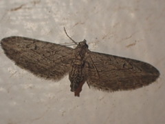 Eupithecia innotata