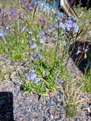 Veronica gentianoides