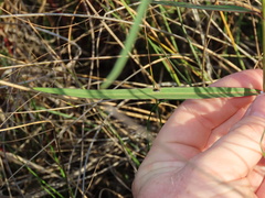 Asclepias lanceolata