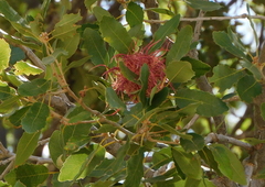 Quercus infectoria