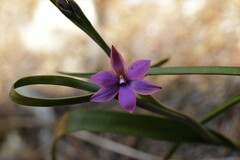 Thelymitra nervosa