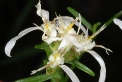 Sericocarpus linifolius