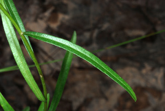 Sericocarpus linifolius