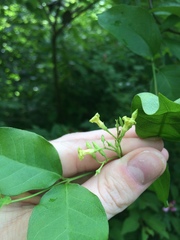 Thyrsanthella