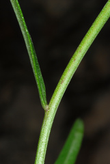 Sericocarpus linifolius