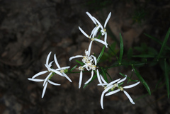 Sericocarpus linifolius