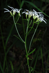 Sericocarpus linifolius