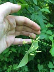 Thyrsanthella
