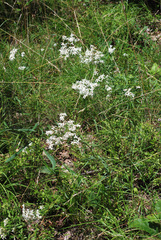 Sericocarpus linifolius