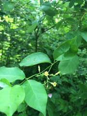 Thyrsanthella