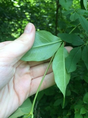 Thyrsanthella