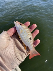Lutjanus synagris