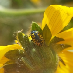 Zygogramma signatipennis