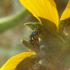 Zygogramma signatipennis