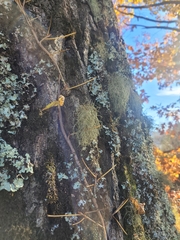 Heterodermia leucomelos