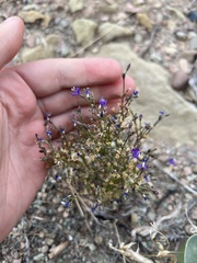 Polemoniaceae