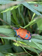 Tectocoris diophthalmus