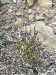 Polemoniaceae
