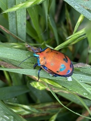 Tectocoris diophthalmus