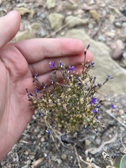 Polemoniaceae