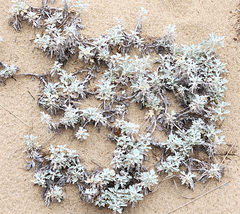 Artemisia stelleriana