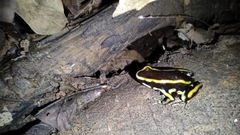 Dendrobates truncatus