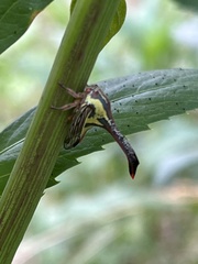 Umbonia crassicornis