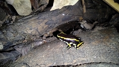 Dendrobates truncatus