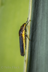 Phera obtusifrons