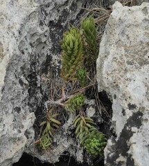 Petrosedum rupestre