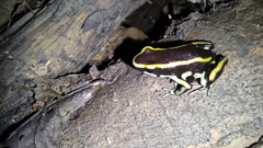 Dendrobates truncatus