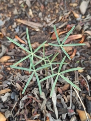 Lupinus angustifolius
