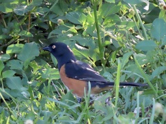 Pipilo erythrophthalmus alleni