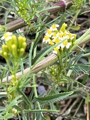 Tagetes minuta