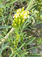 Tagetes minuta