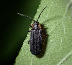 Eropterus trilineatus