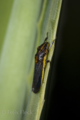 Phera obtusifrons