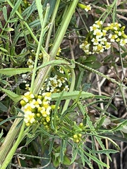 Tagetes minuta